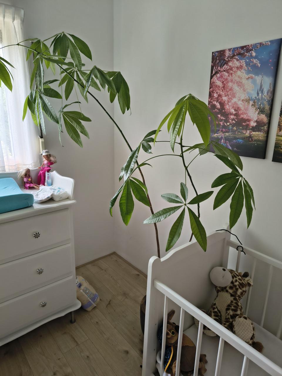 Kamerplant