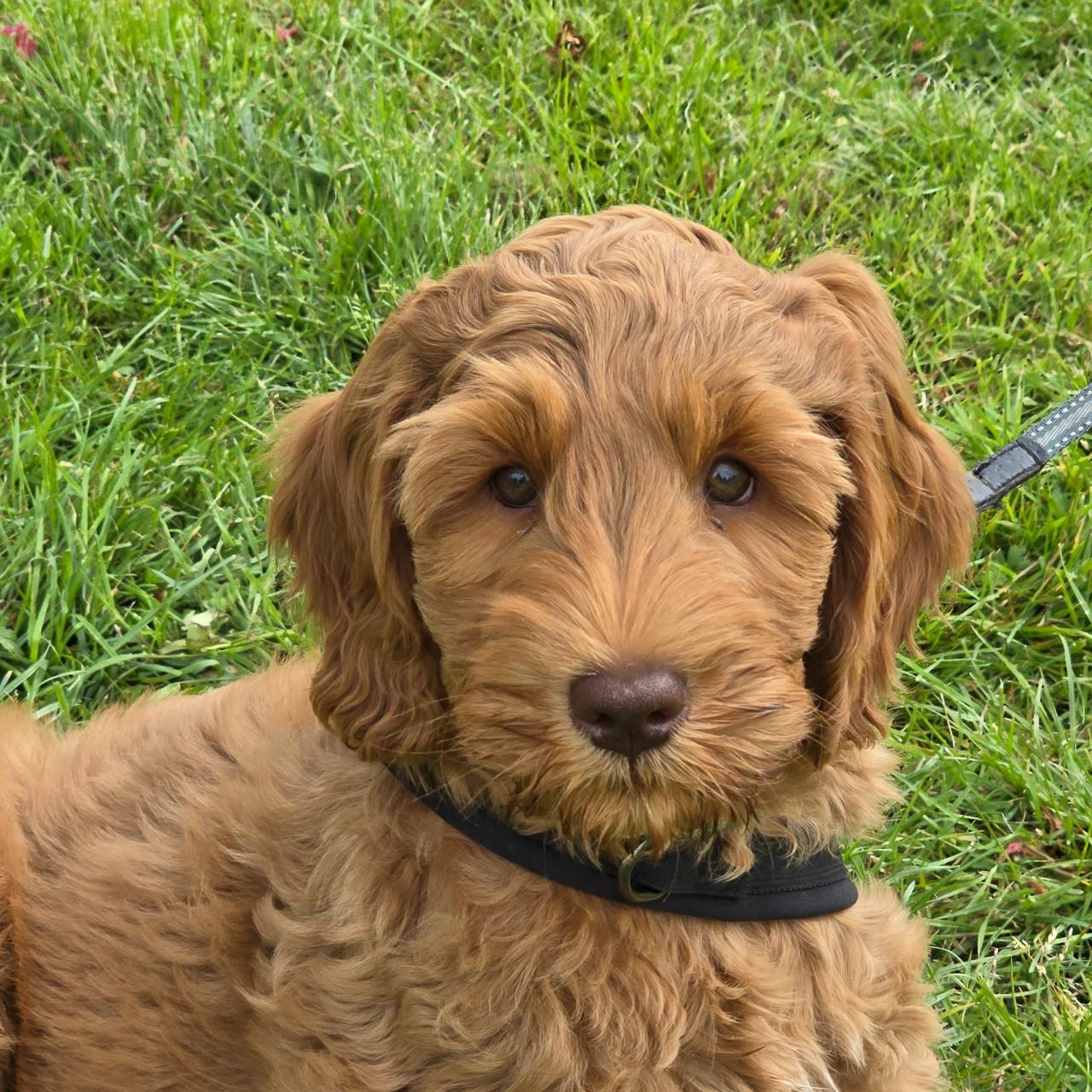 Australian labradoodle pup
