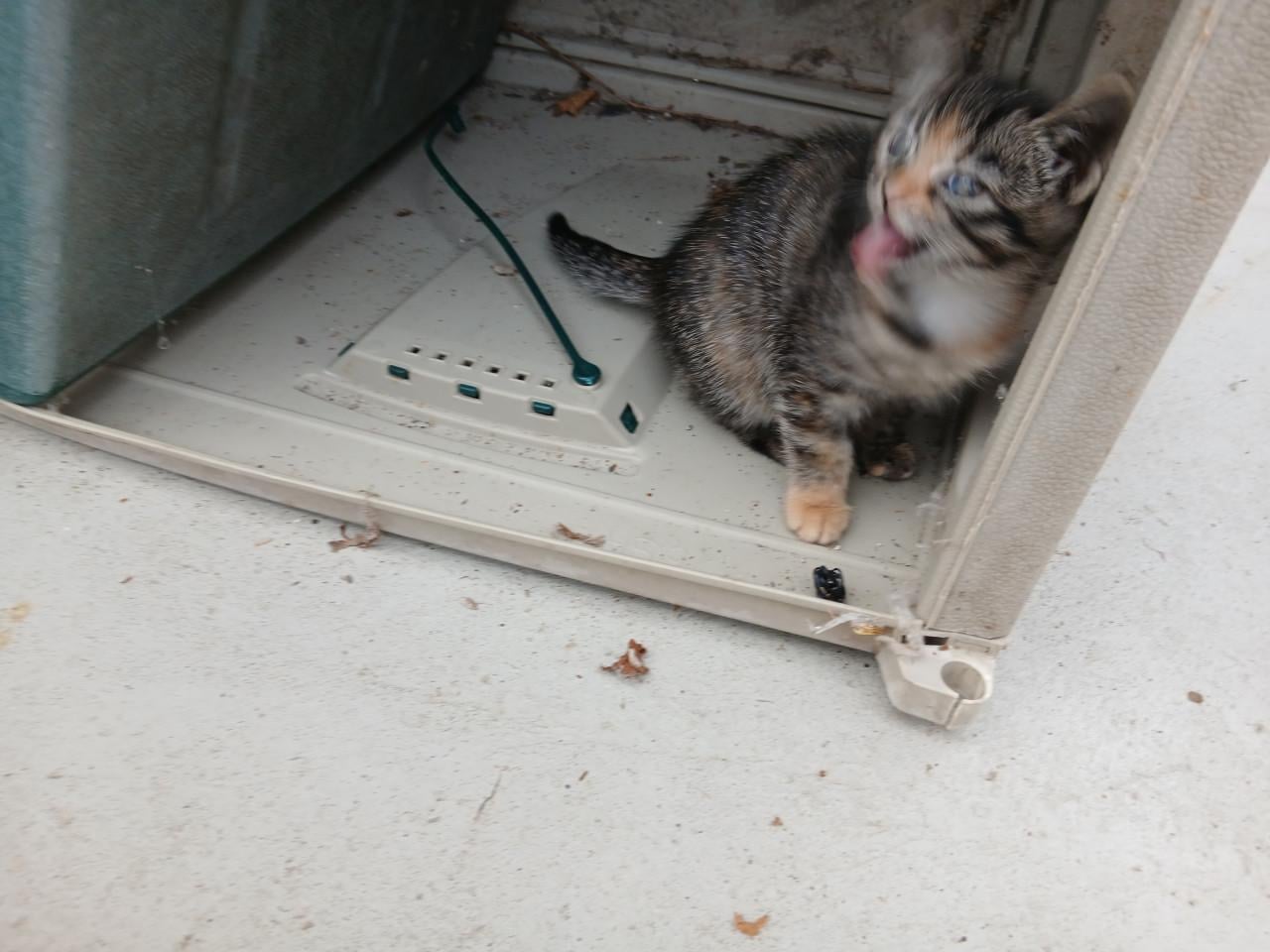 Kittens