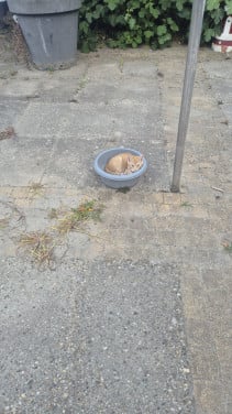 Kitten