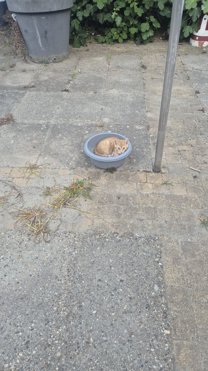 Kitten