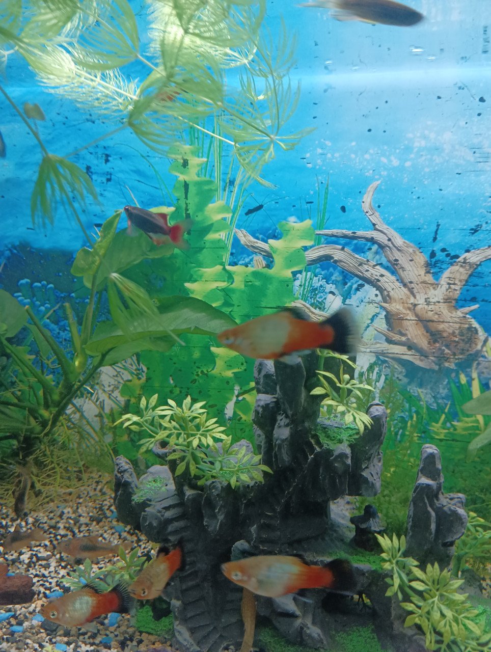 Platys