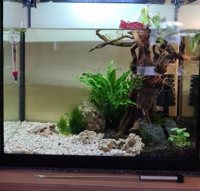 Aquarium 40 x 40 x 35 cm.