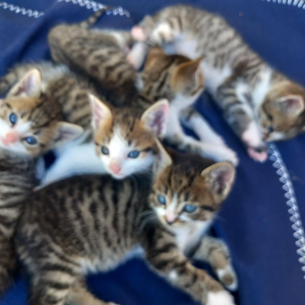 Prachtig nestje van 5 kittens