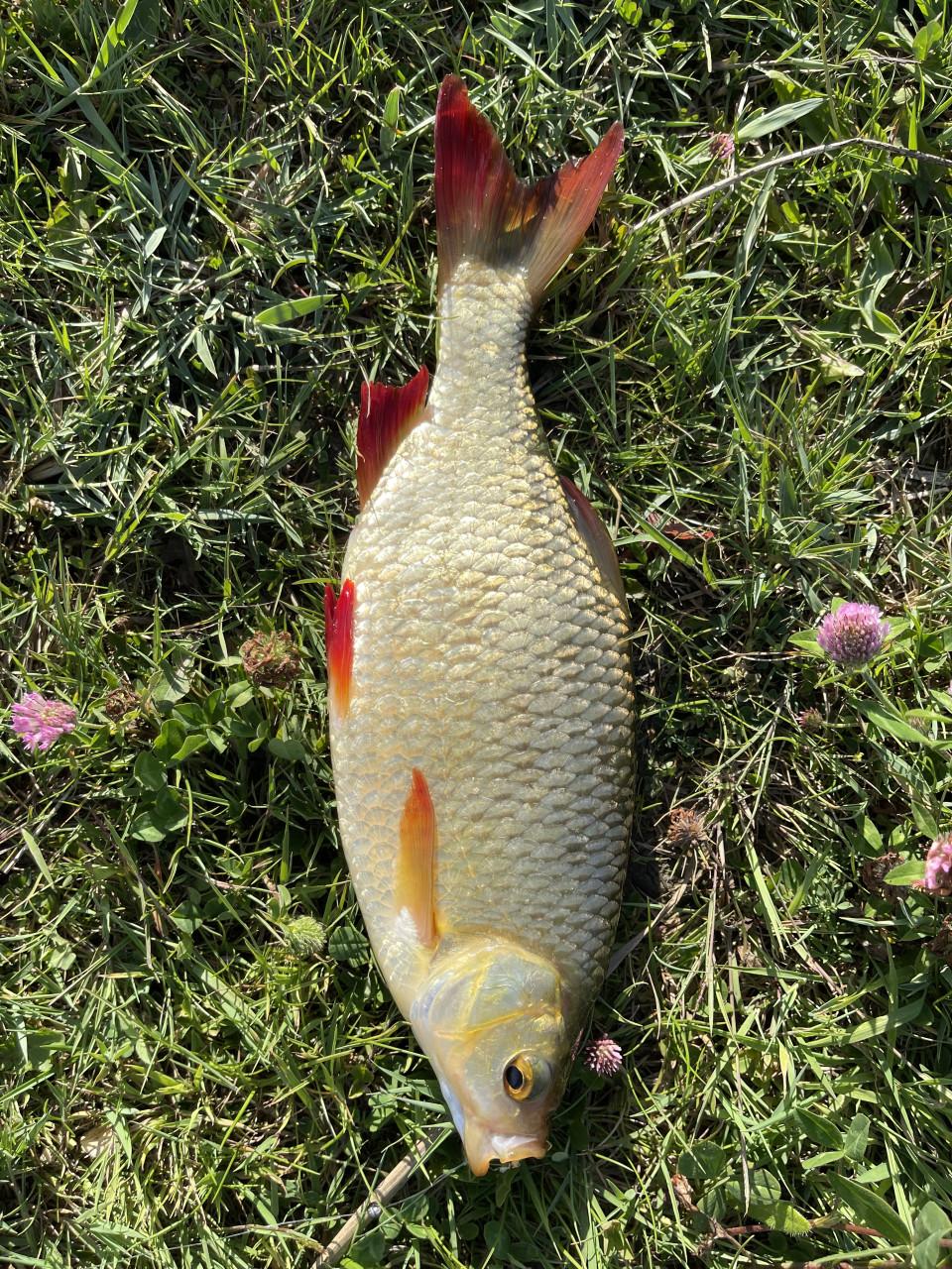 Hengelsport in Koudekerke Hoogelande bunkerpad Biggekerke € 17,50 jaar