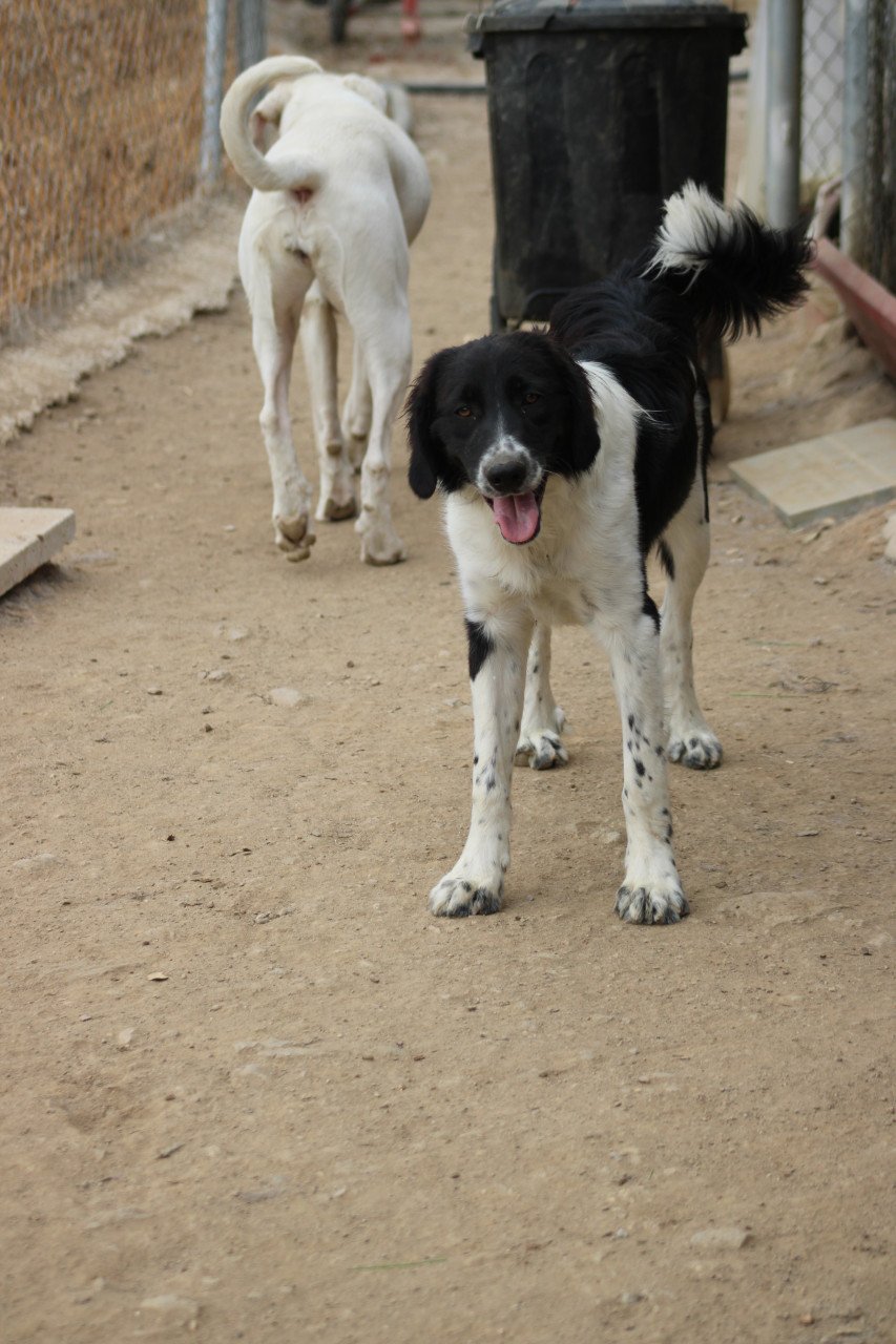 Alora Dog Rescue: Mike, wie geeft hem een mand?