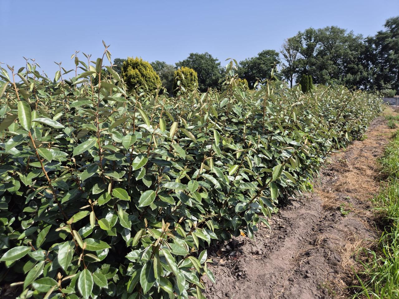 Olijfwilg haagplanten in alle soorten en maten