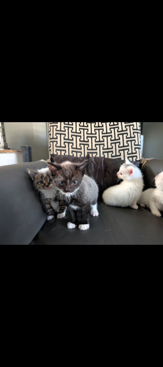 Nog 1 kitten kruising: Europees/Britse korthaar/Turkse Angora