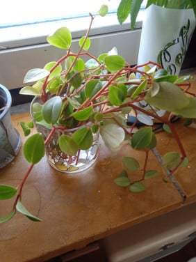 Stekjes van Peperomia gratis afhalen
