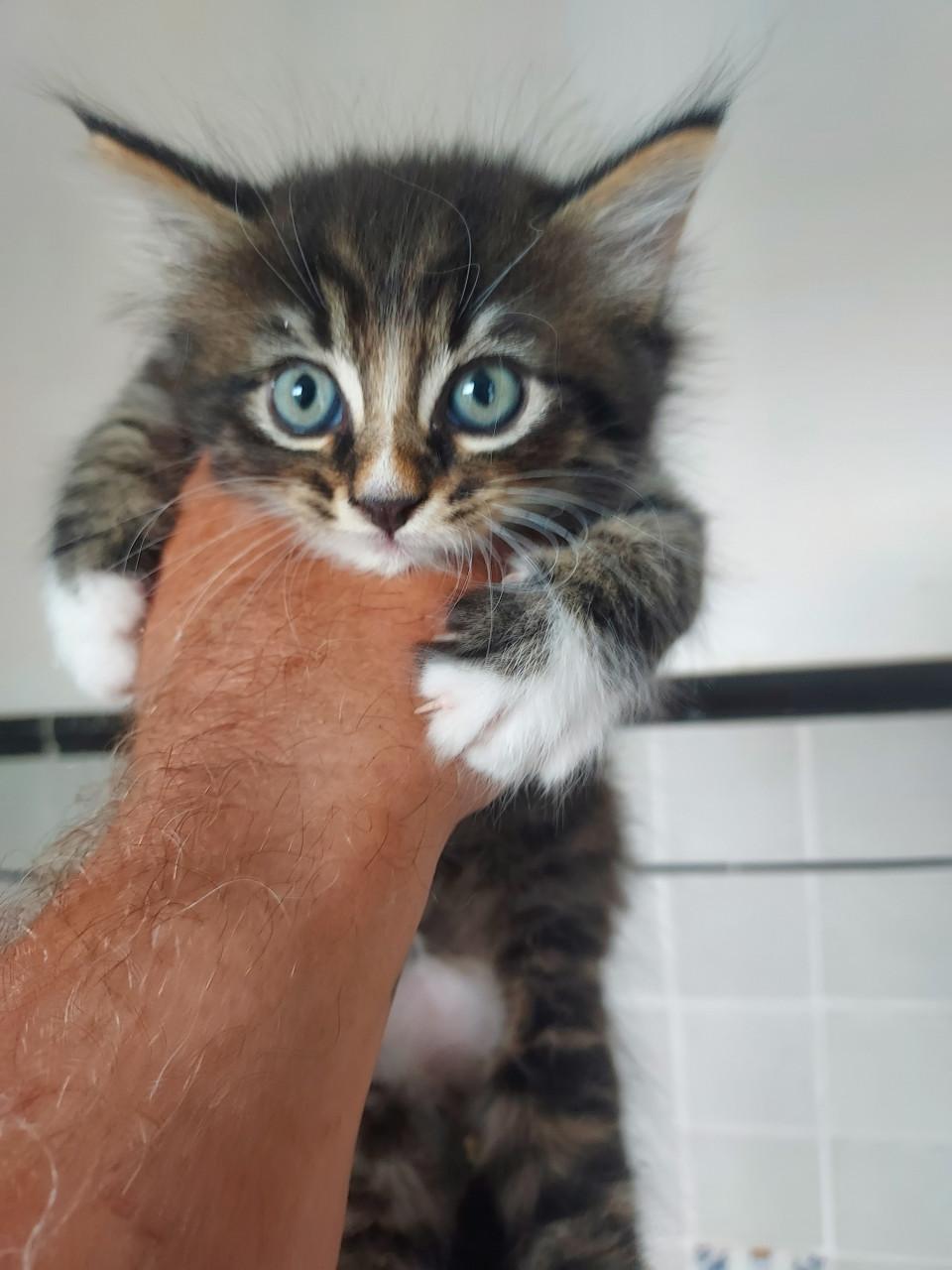 Kittens