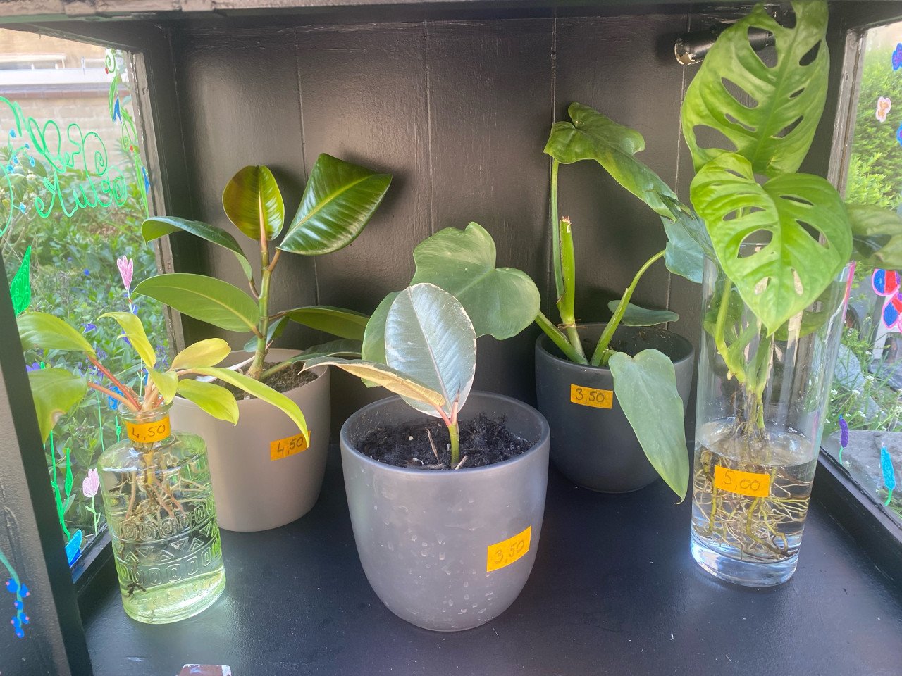 Planten en Stekjes