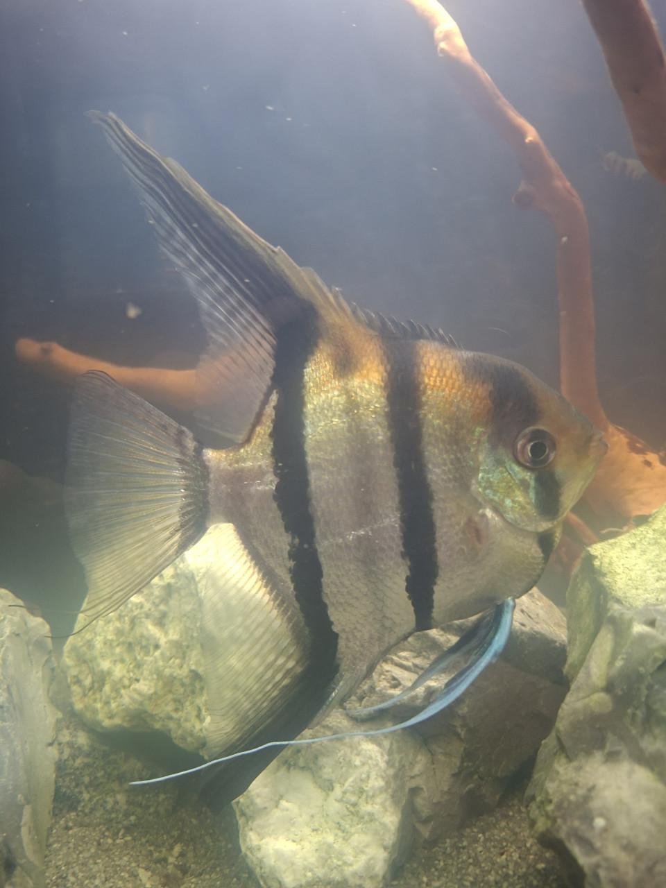 Aquariumvissen
