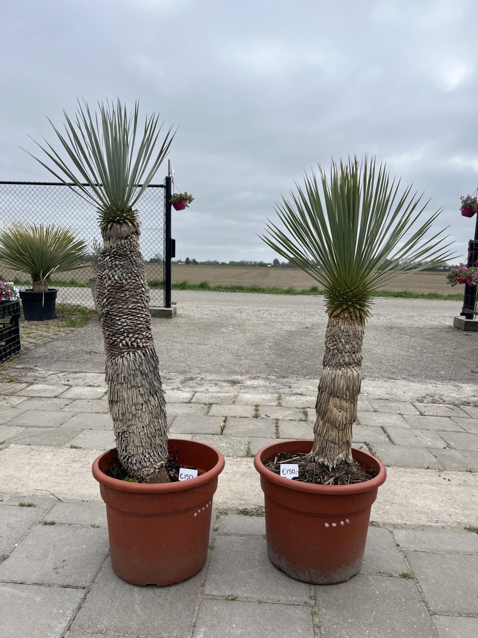 Yucca rostrata’s - lange stammen