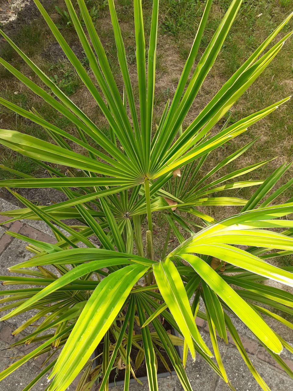Palmboom