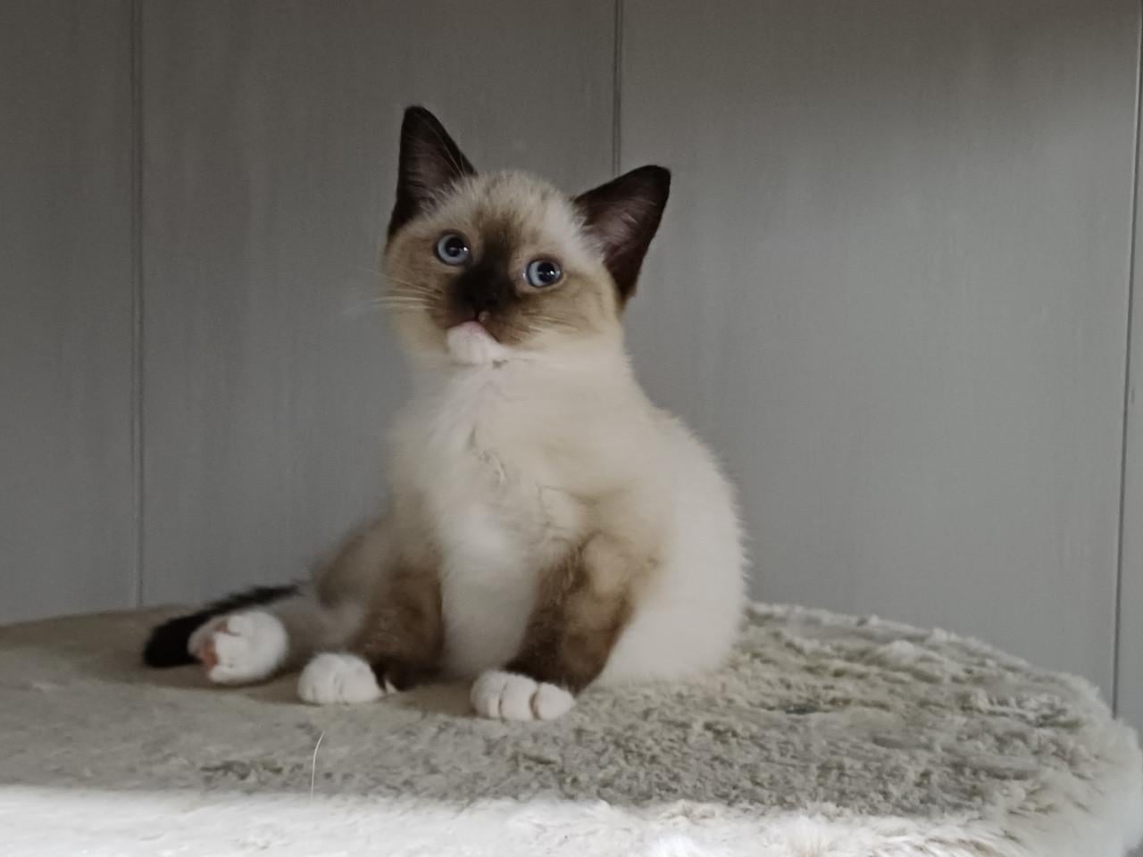 Mooie Brits Korthaar x Ragdoll kittens mogen verhuizen.