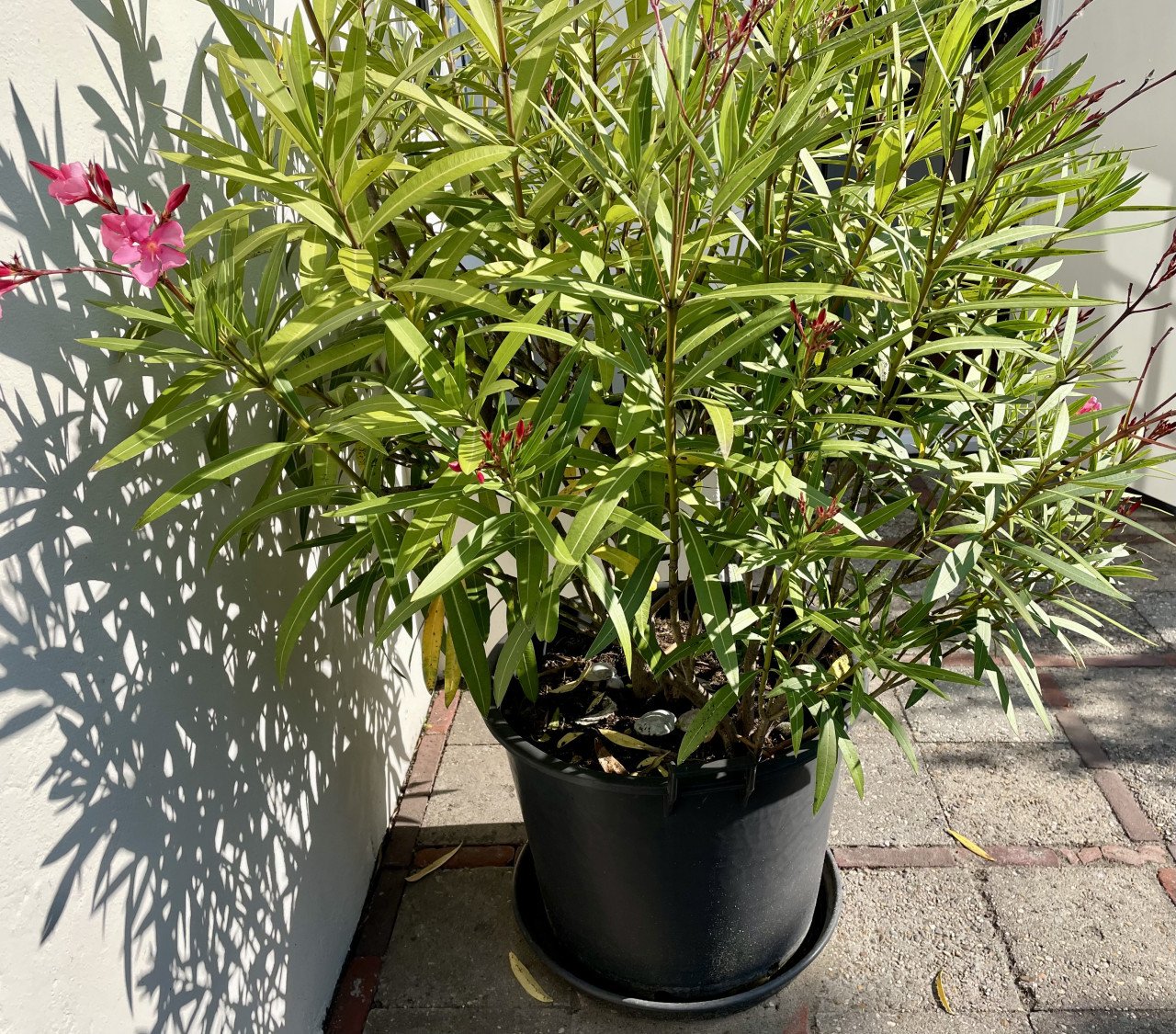 OLEANDER plant