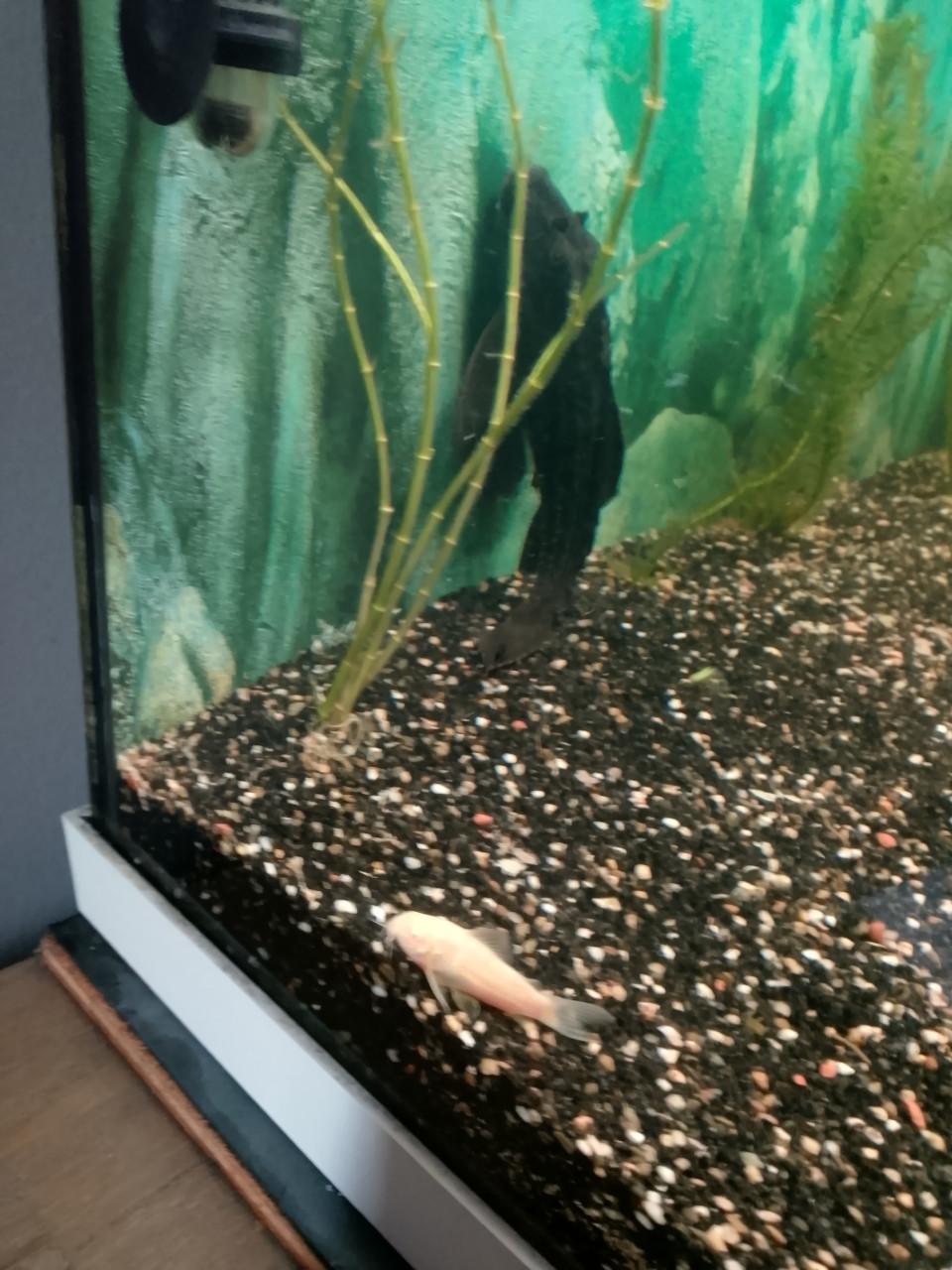 Gratis 2 Pleco aquarium vissen