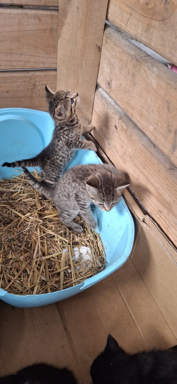 Lieve kittens te koop