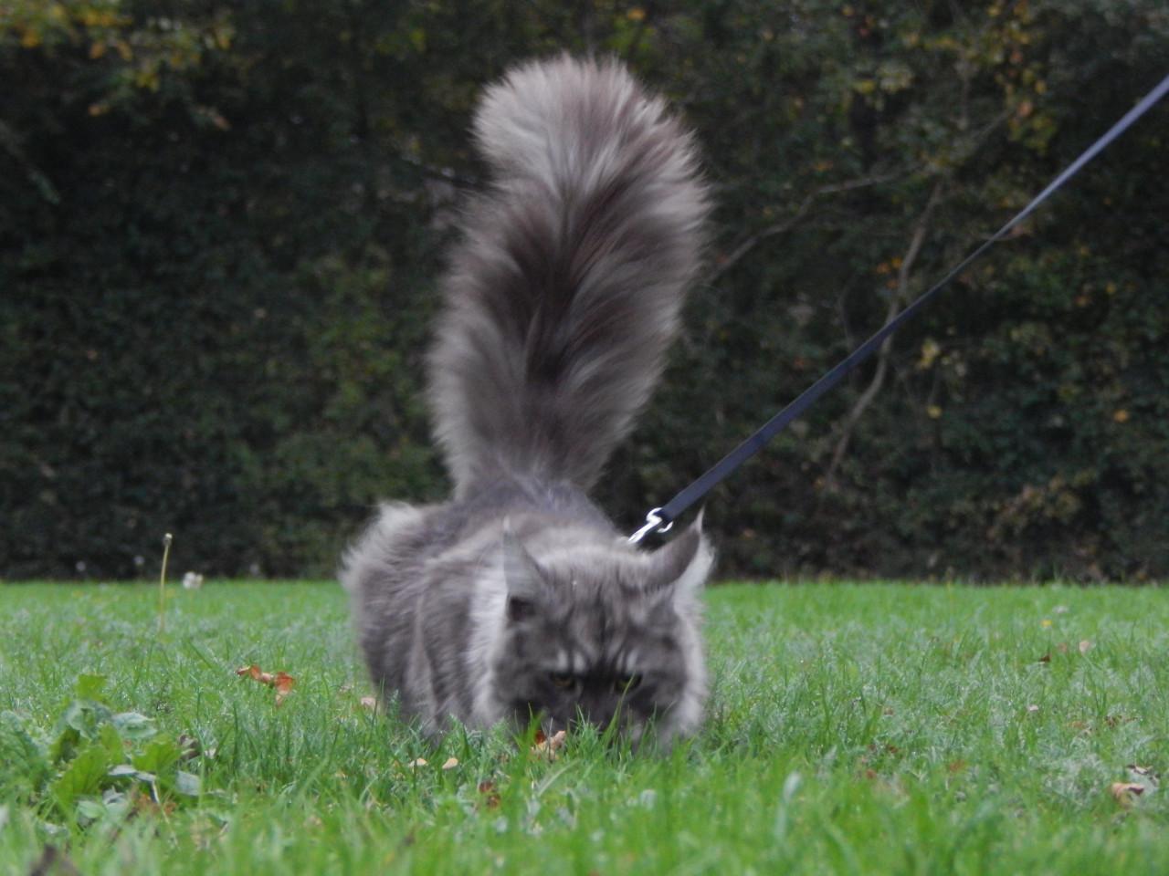 Prachtige maine coon dekkater met stamboom (niet te koop)