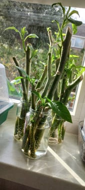Brugmansia stekken