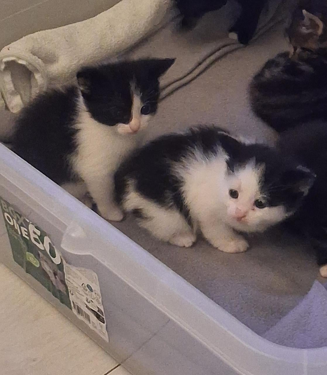 Nog 3 kittens over