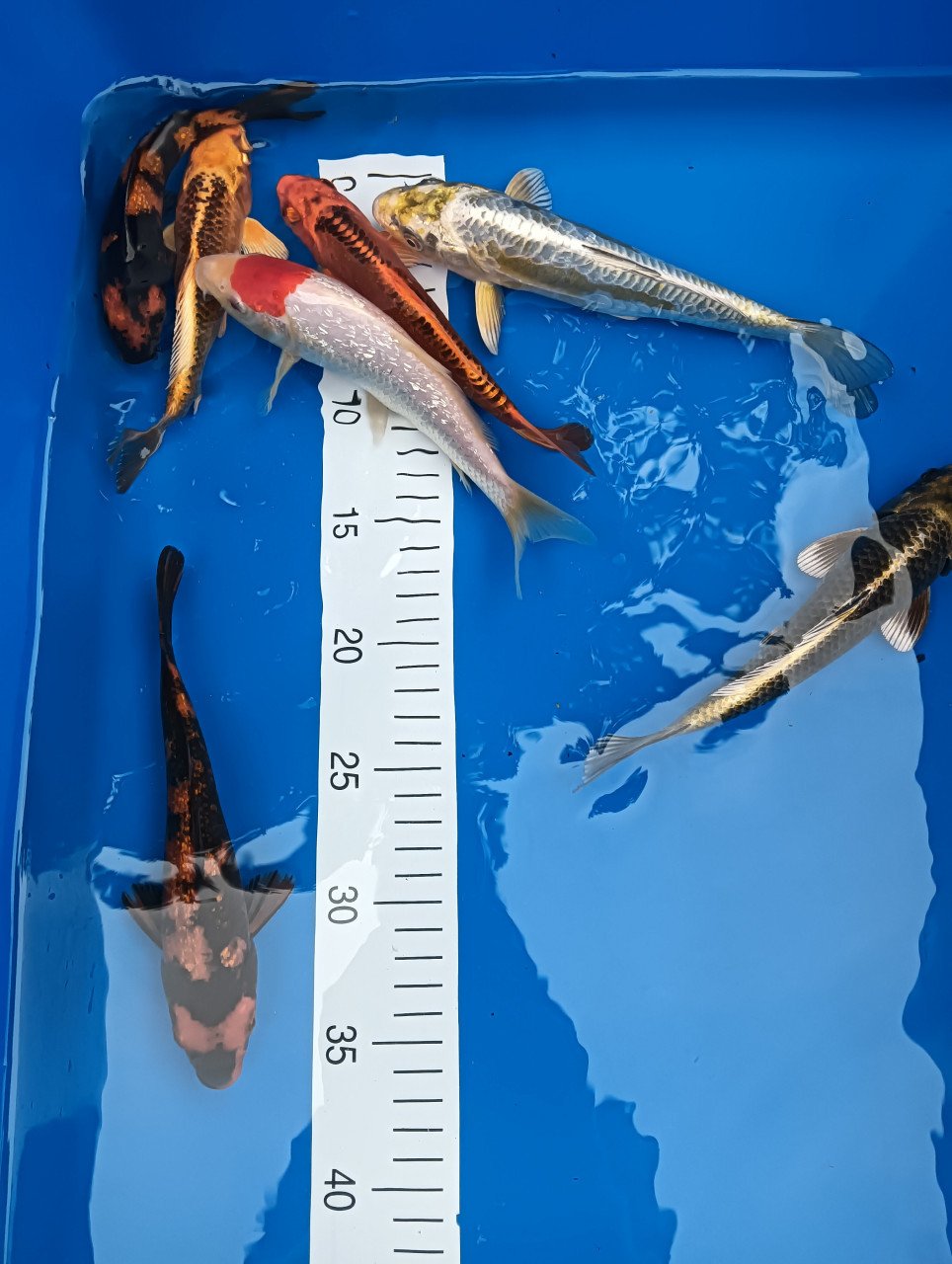Japanse koi tosai