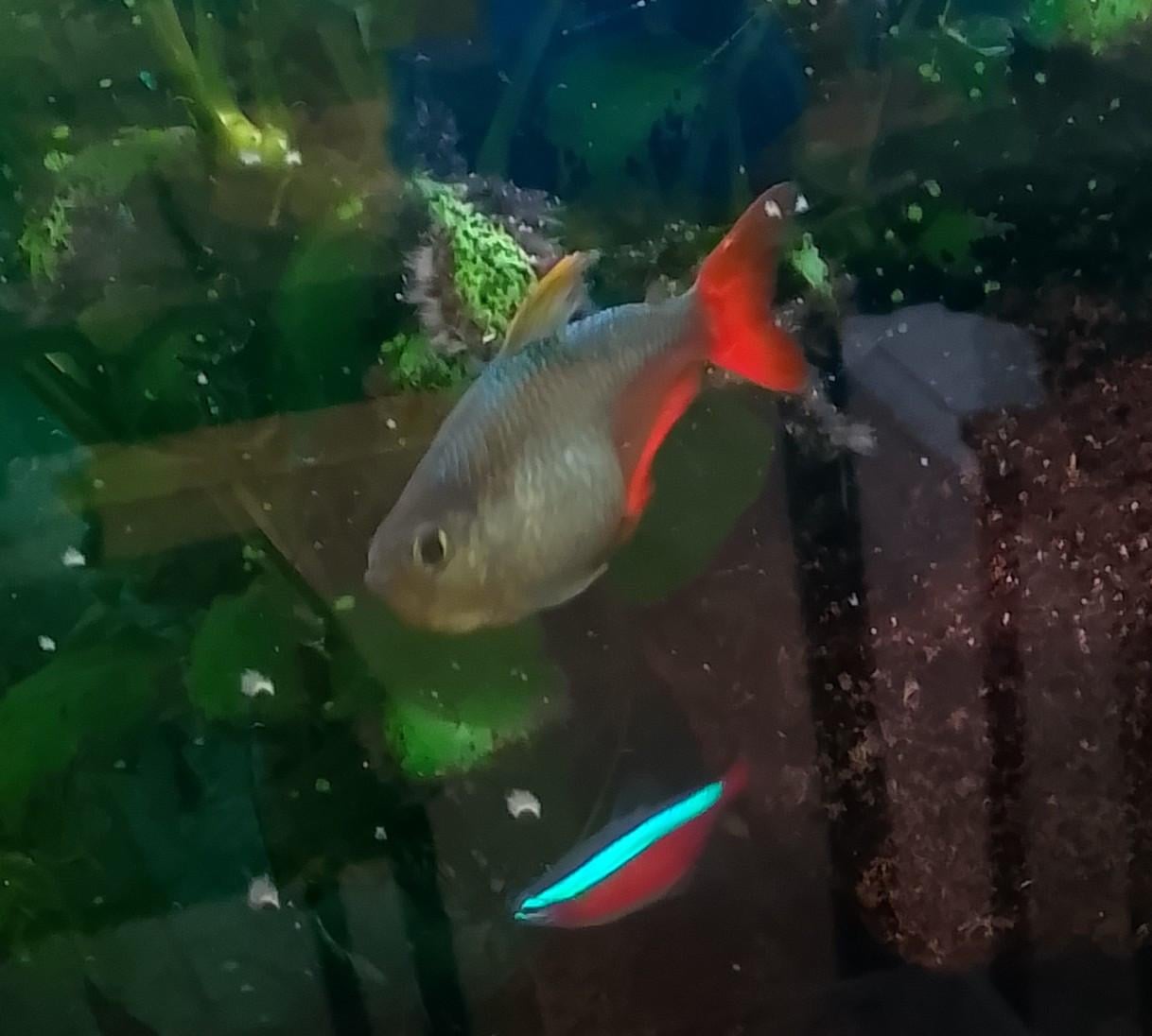 Te koop aquarium vissen