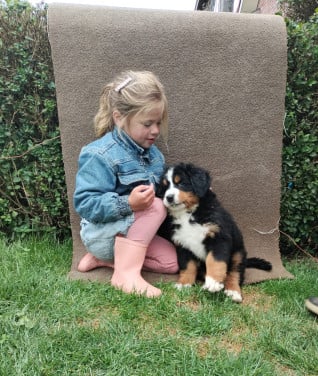 Te Koop  Bernersennenpup met stamboom