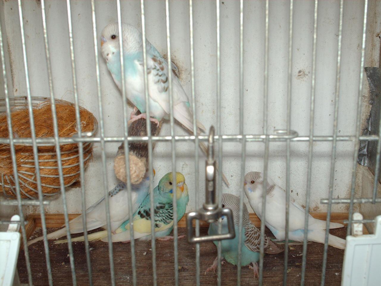 Te koop ; 5 Jonge grasparkieten.