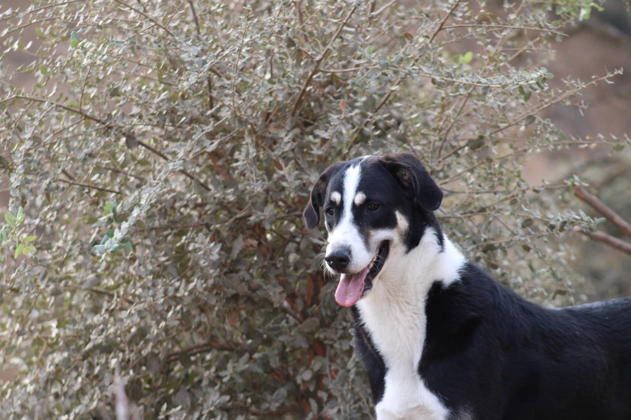 Alora Dog Rescue: Bibi, deze grote dame zoekt een grote mand