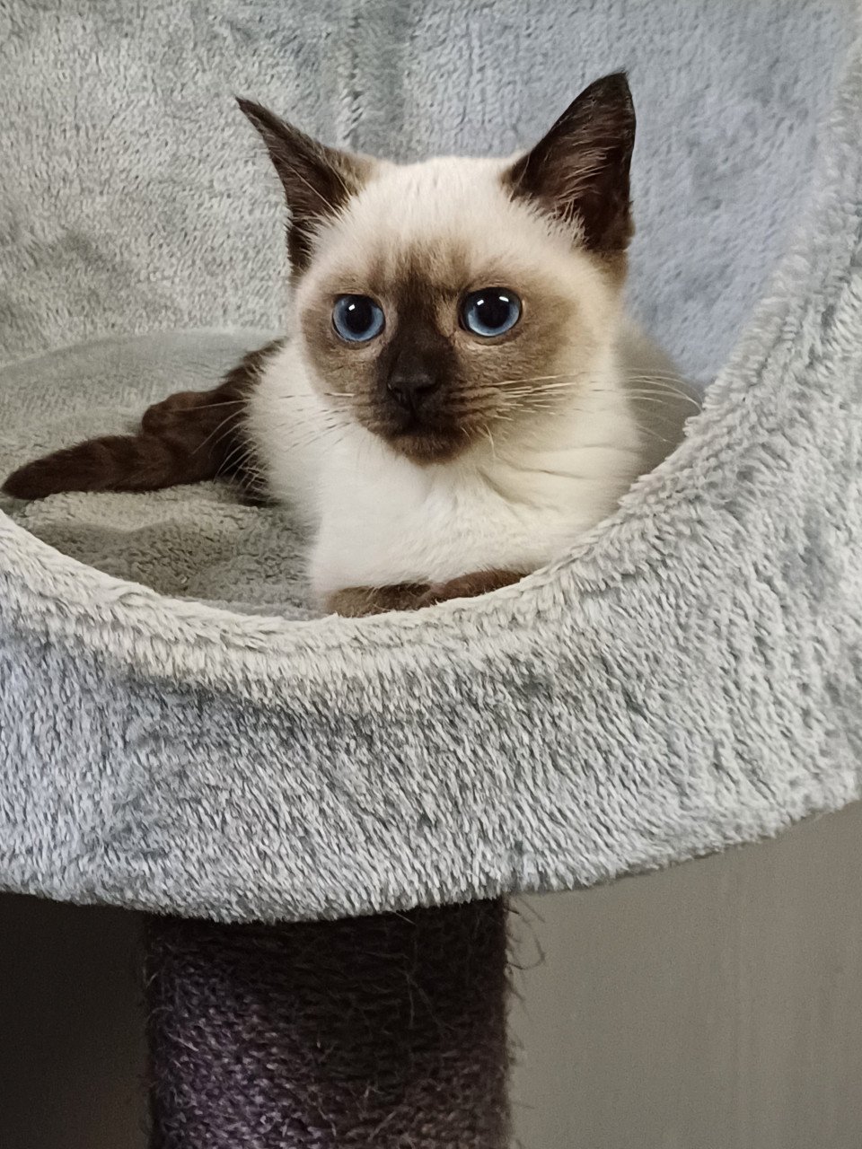 Super leuke Britskorthaar x Ragdoll kittens beschikbaar POESJES