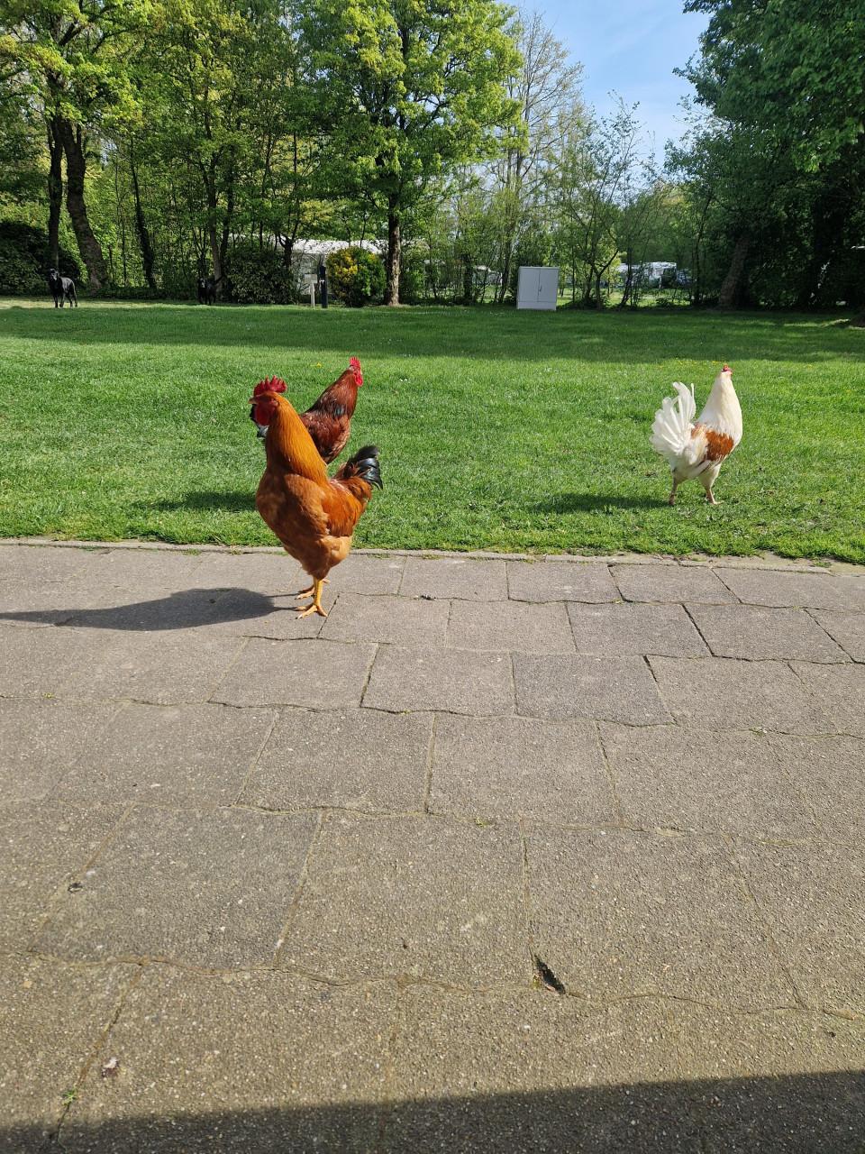 3 hanen gratis af te halen