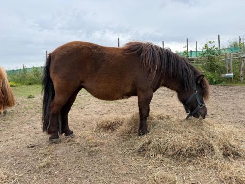 Zwarte shetland pony merrie