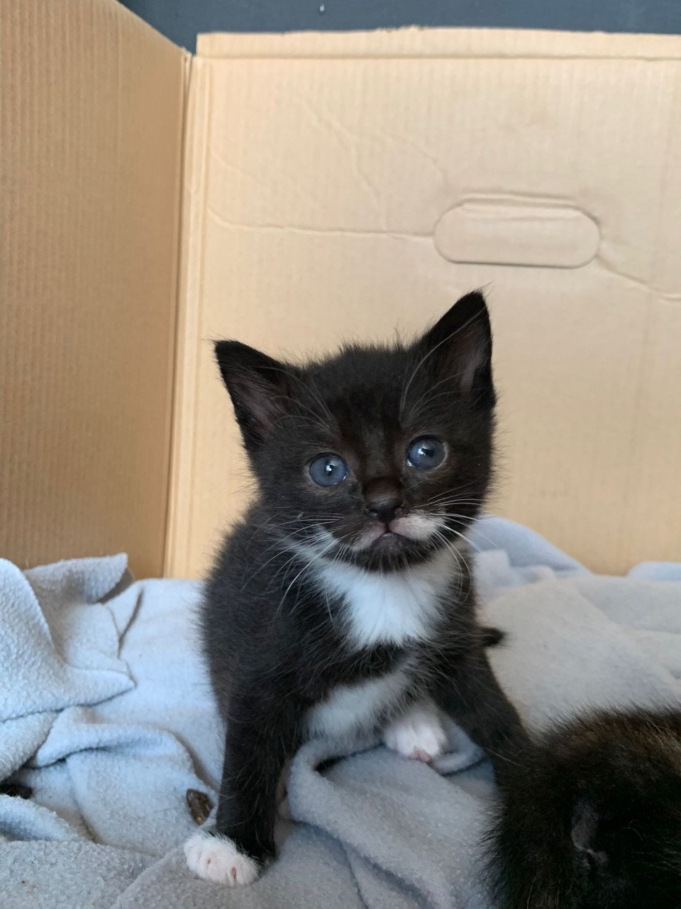 Kittens