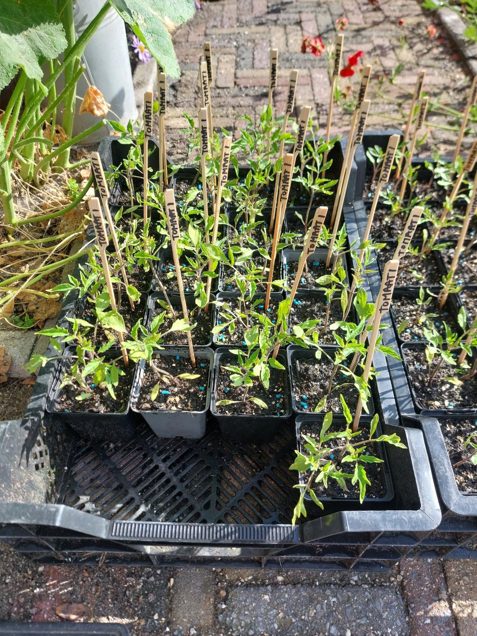 Tomaten / Aardbeien: SIERTUIN en MOESTUIN PLANTEN BIJ DE VOORDEUR