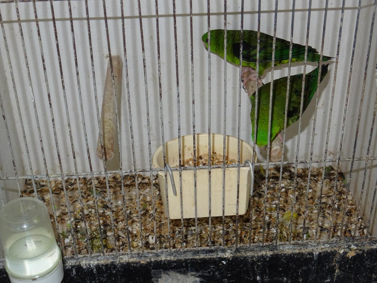 Te koop nog een catharina parkiet broedrijp groene