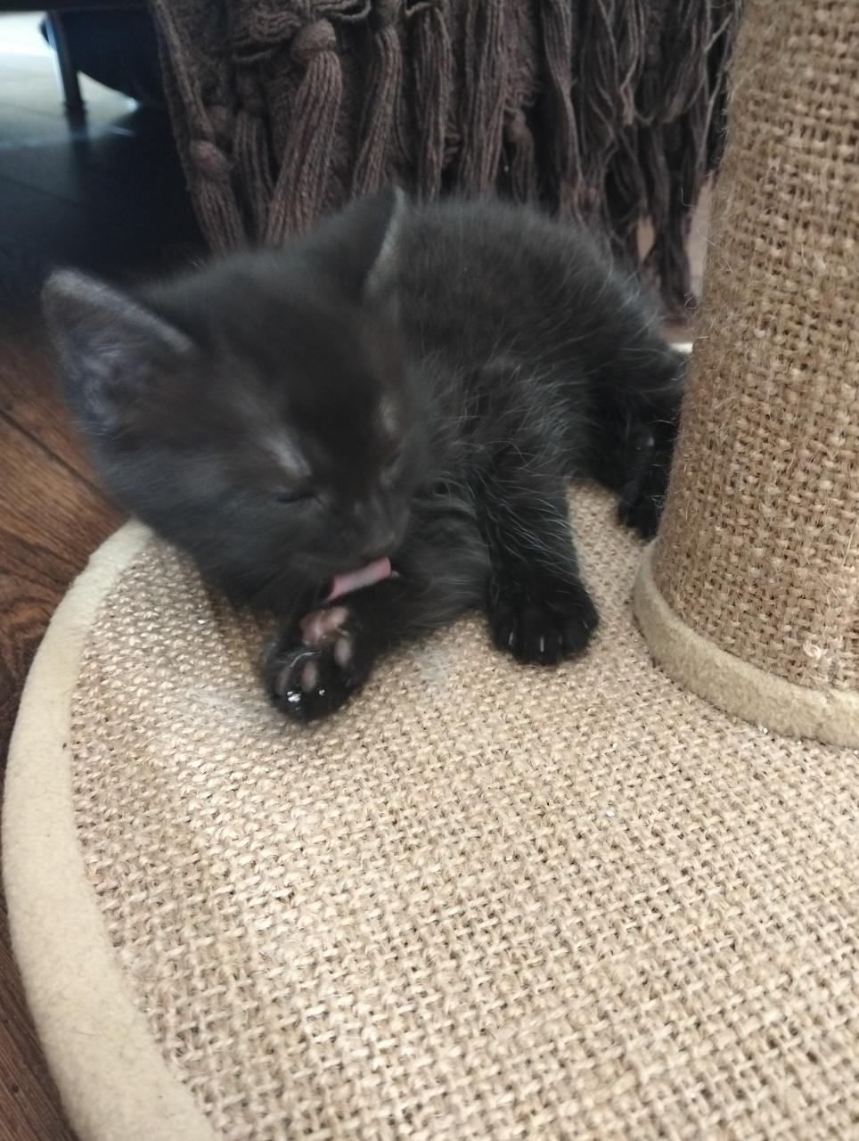 Kitten mannetje