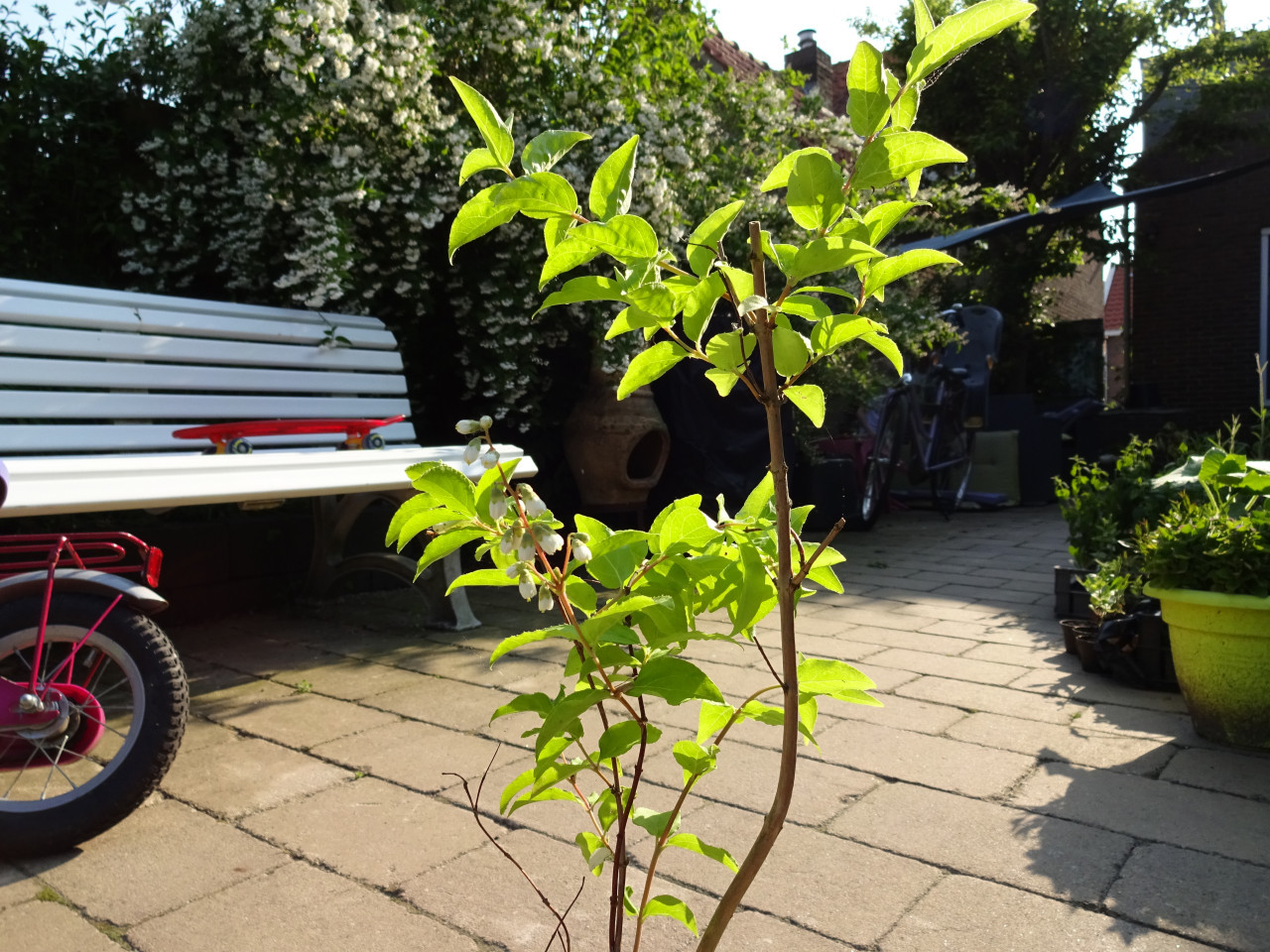 Dubbele Boerenjasmijn