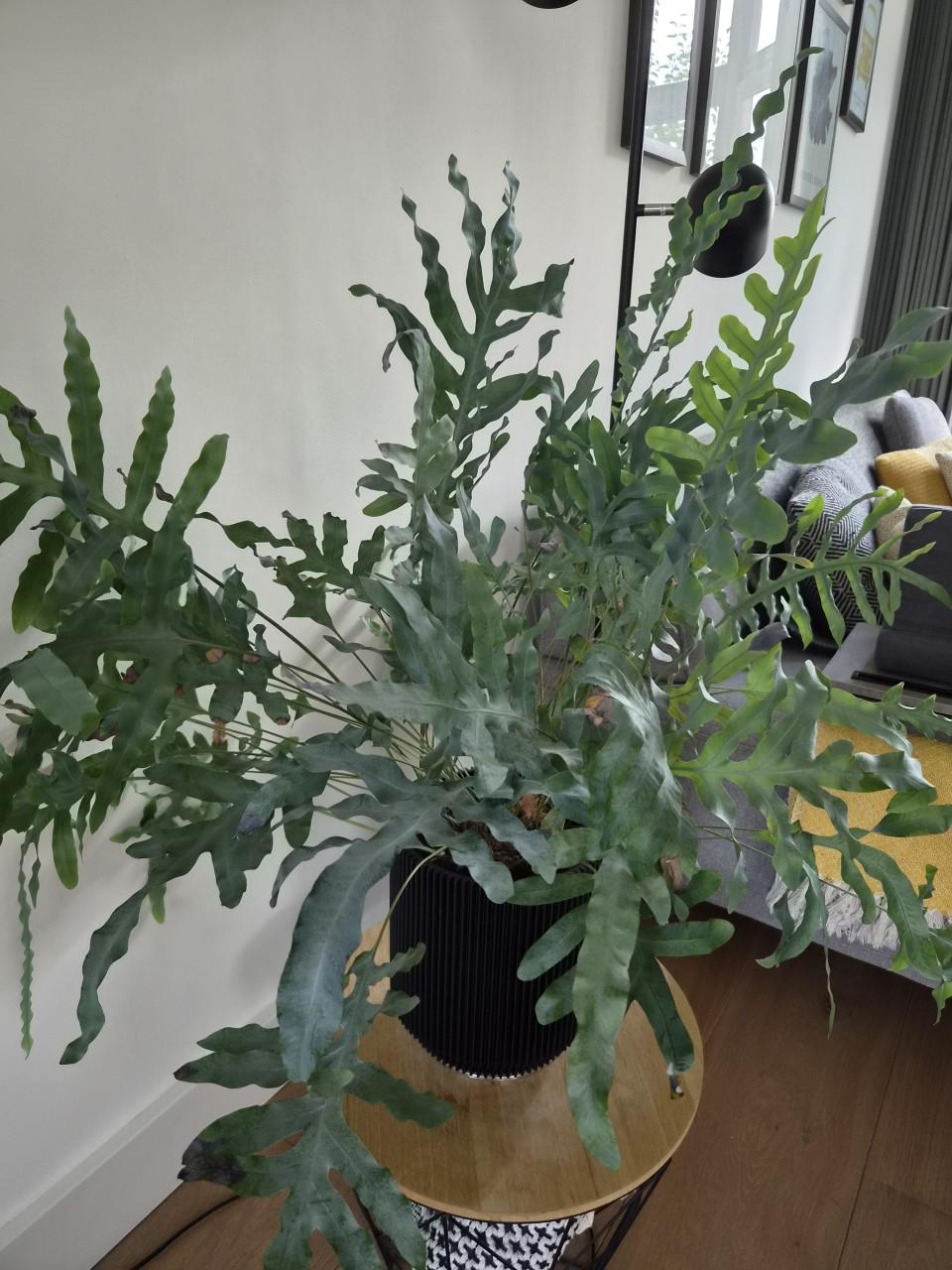 Kamerplant Blauwvaren