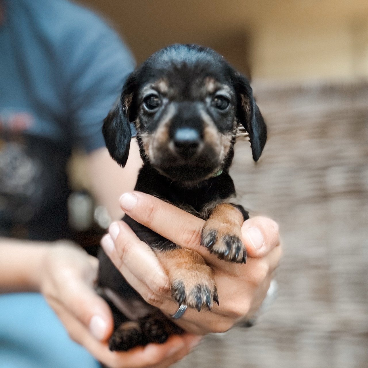 Laatste 2 Ruwharige Kaninchen Teckel Pups!