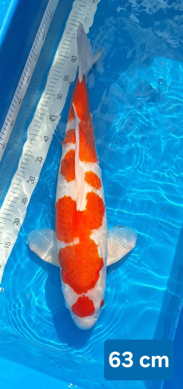 Kohaku 63 cm