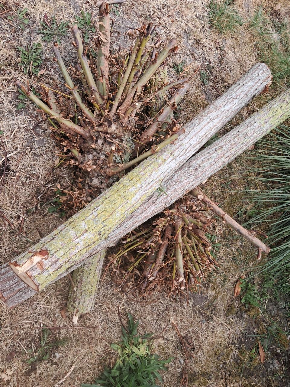 Haardhout wilgenhout
