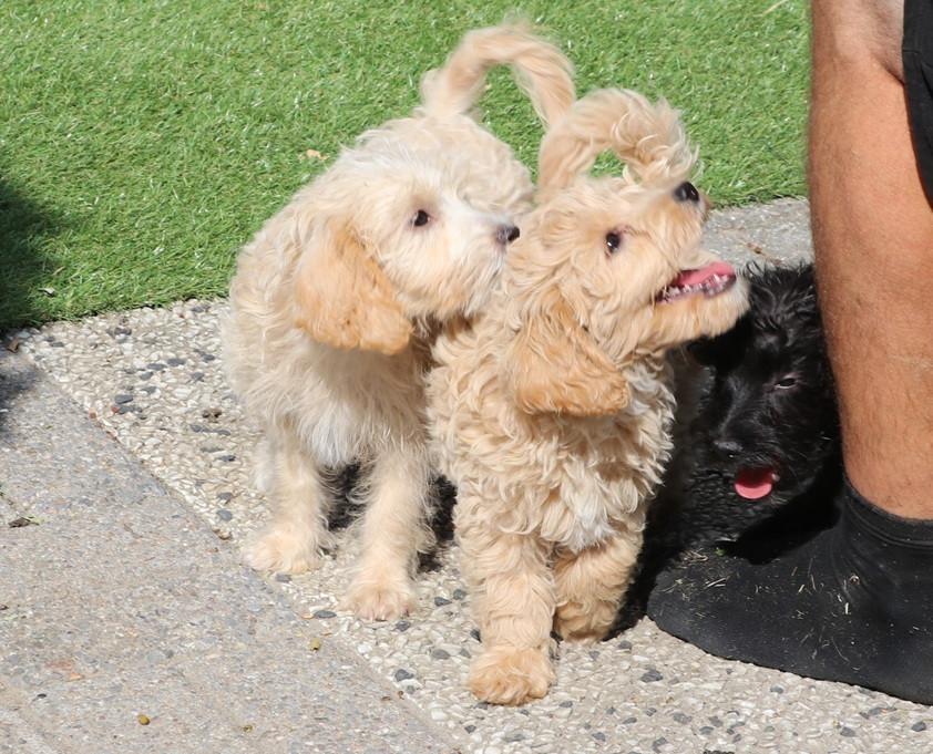 Super lieve vrolijke doodle dwerg/medium pups beschikbaar