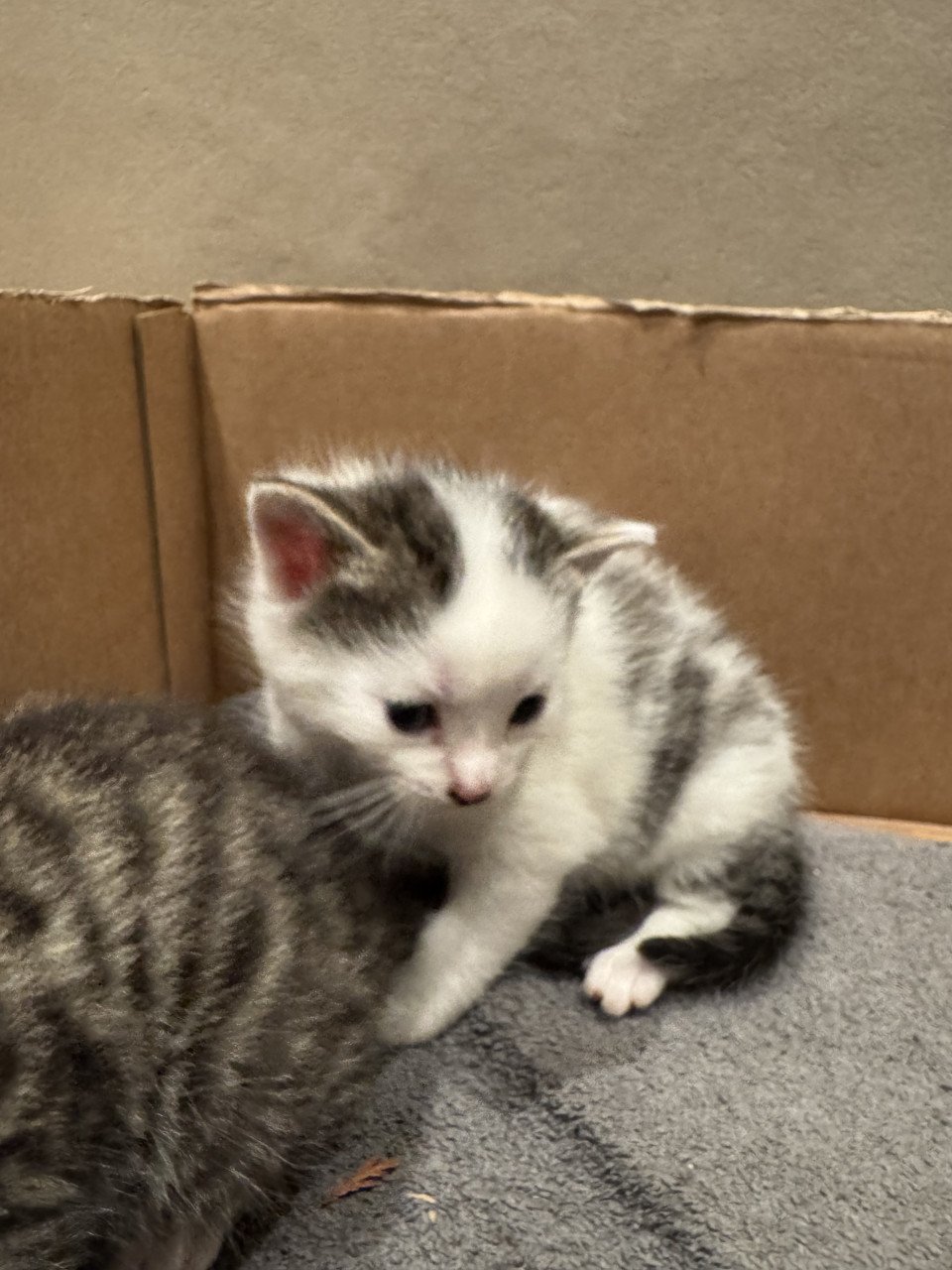 Kittens te koop!