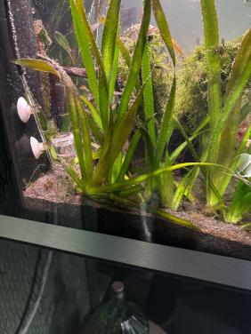 Aquariumplanten