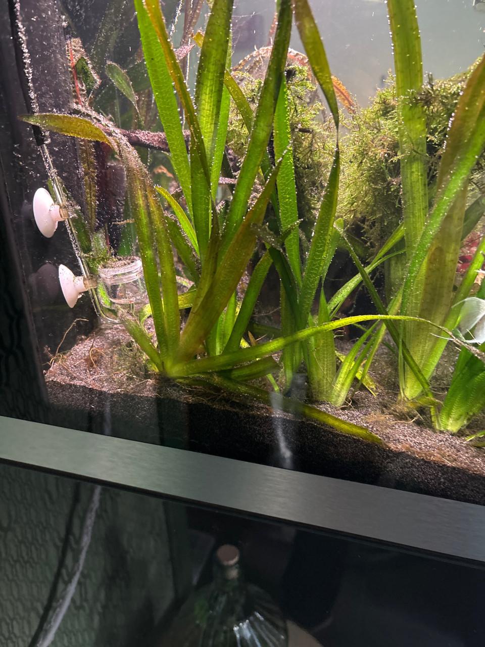 Aquariumplanten