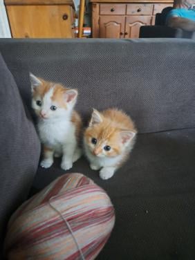 Kittens