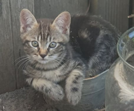 Kittens kitten poes poesjes kat katjes chiper zwart of zwart wit
