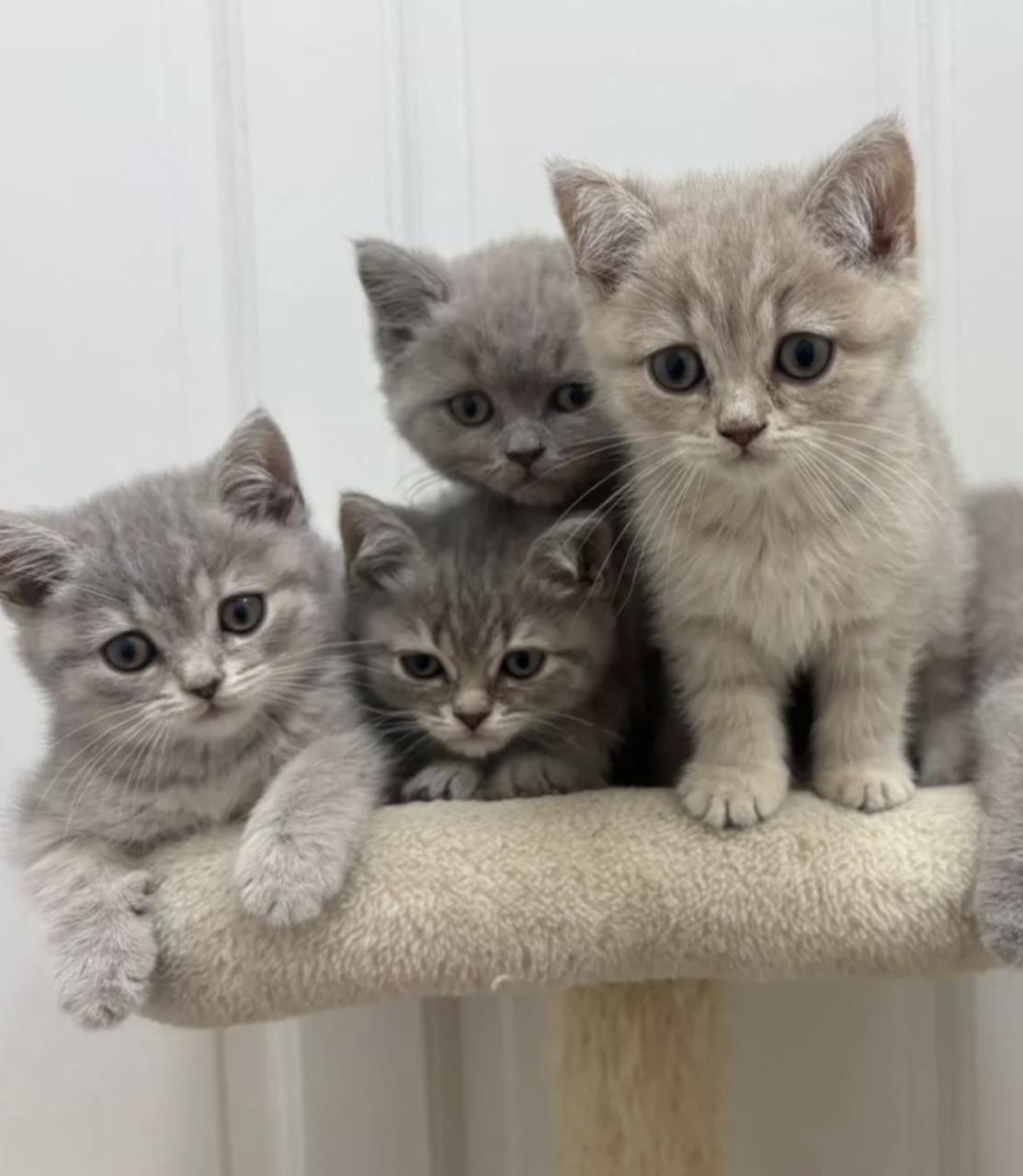 Britse korthaar kittens (nog 2 beschikbaar)