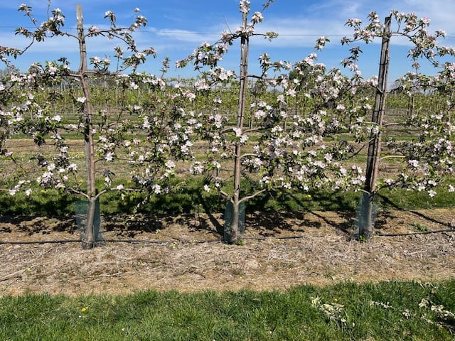 Fruitbomen in leivorm / Leibomen / Appel